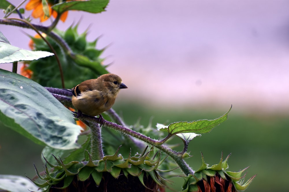 a small bird sitting on a branch of a plant