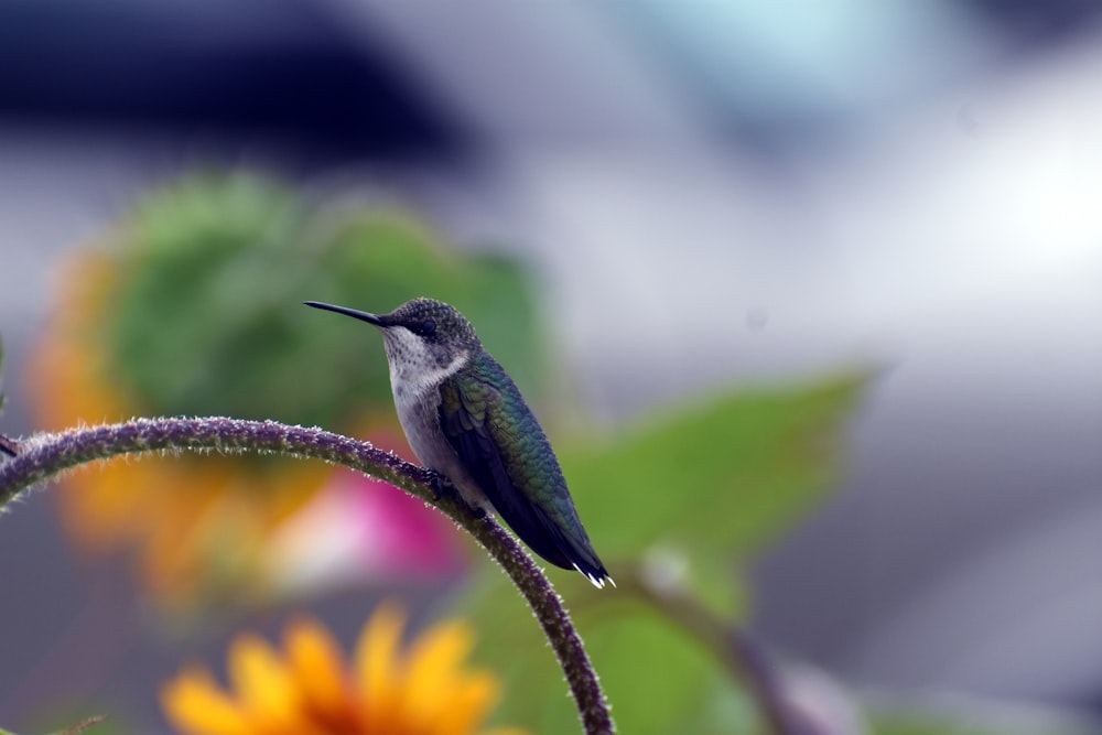 a hummingbird perches on a twig in front of a flower