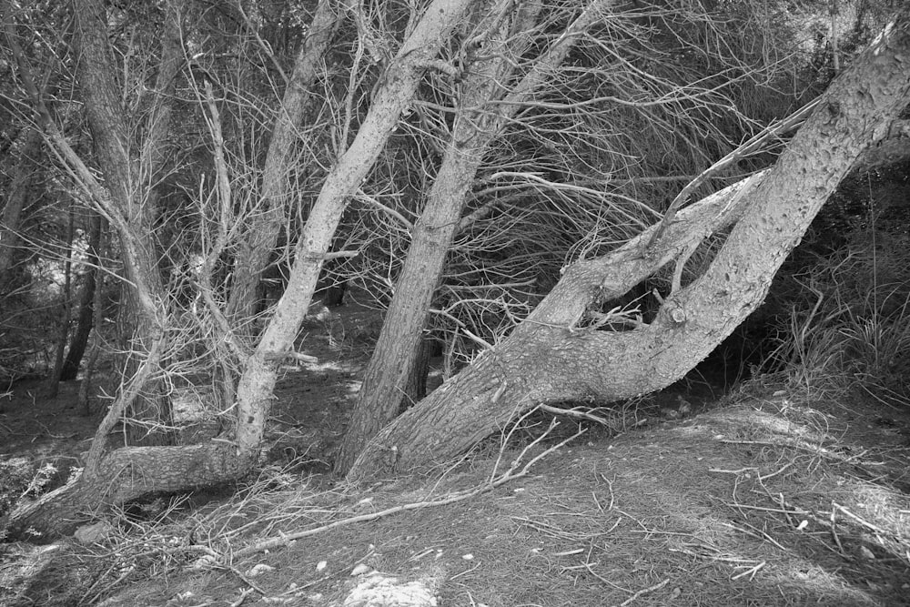 Una foto in bianco e nero di un albero nel bosco