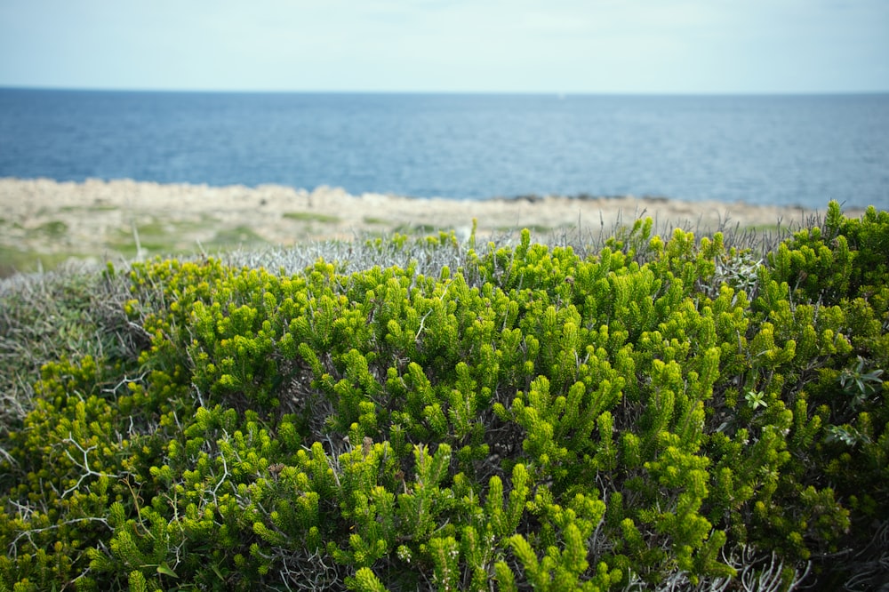 a close up of a plant near a body of water