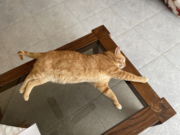 A cat lounging on a comfortable grooming table.
