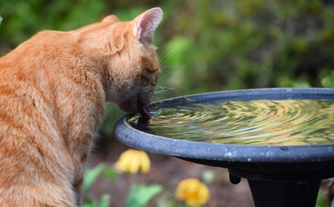 A ginger cat is drinking water from a black birdbath. The background features green foliage and yellow flowers, creating a serene outdoor environment.