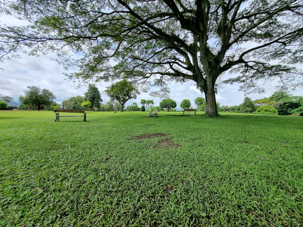 a bench sitting in the middle of a lush green field