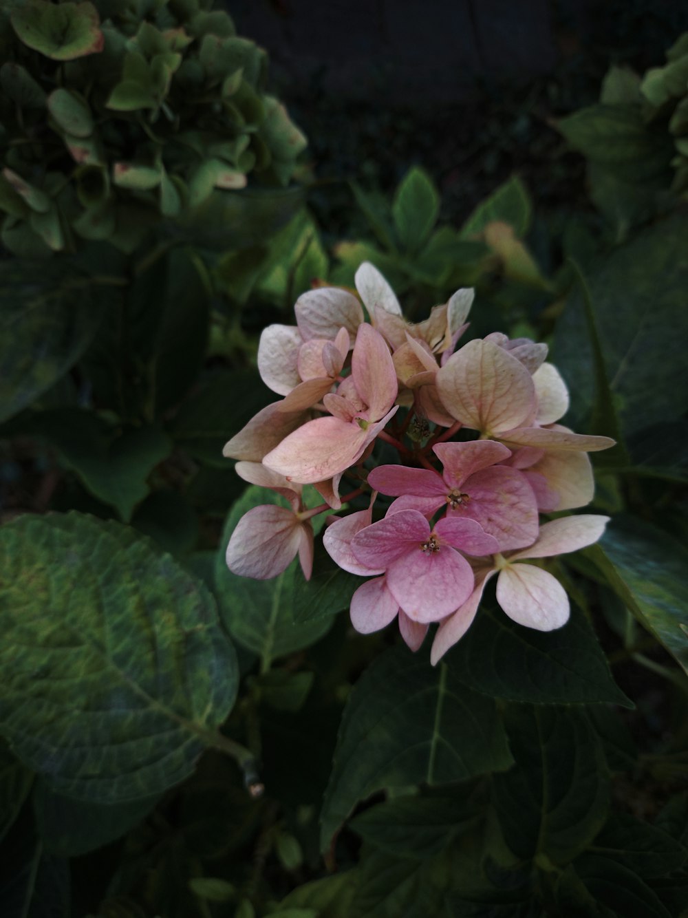 a close up of a pink flower on a plant