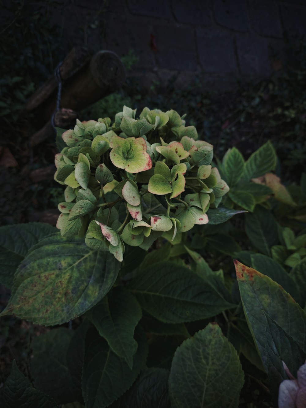 a close up of a plant with green leaves