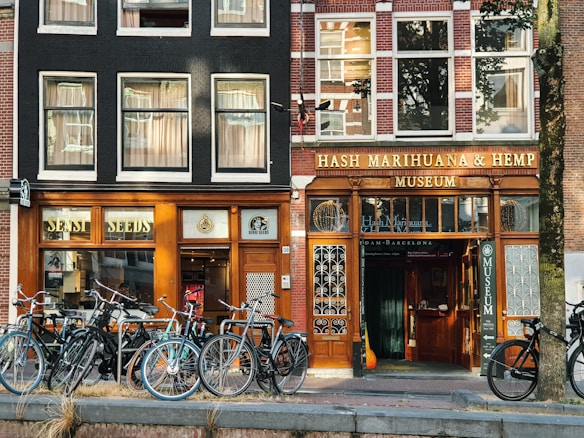 A street scene featuring two adjacent storefronts with bicycles parked in front. The left storefront displays the sign 'Sensi Seeds' with a classic black and wood facade, while the right is the 'Hash Marihuana & Hemp Museum' with similar architectural styling. Large windows with curtains line the upper floors, and a tree is visible on the right.