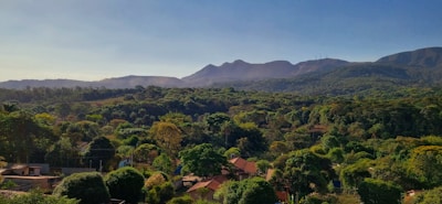 A panoramic view of the cool, dense forest landscape surrounding the homestay.