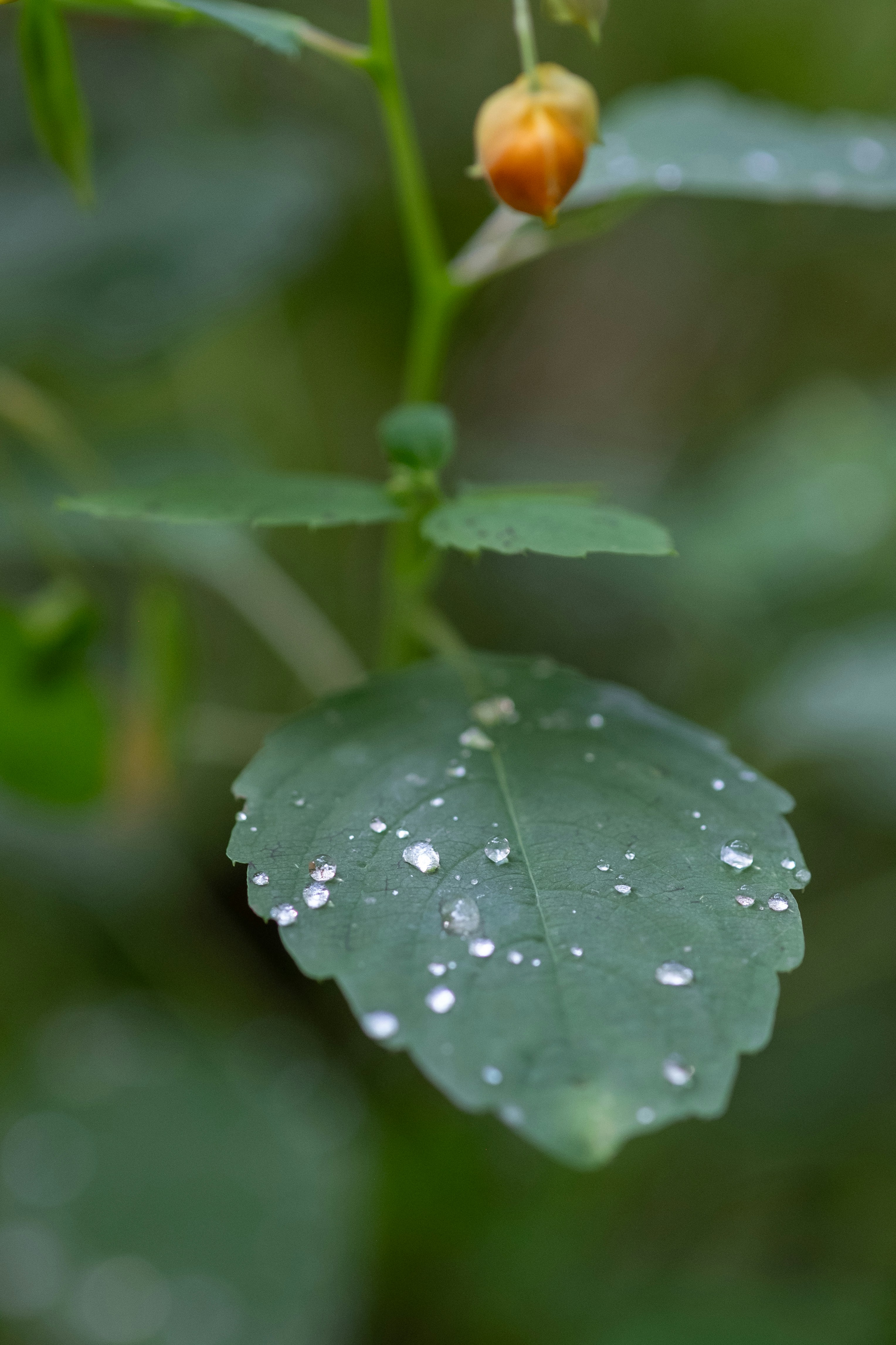 Photo by correliebre