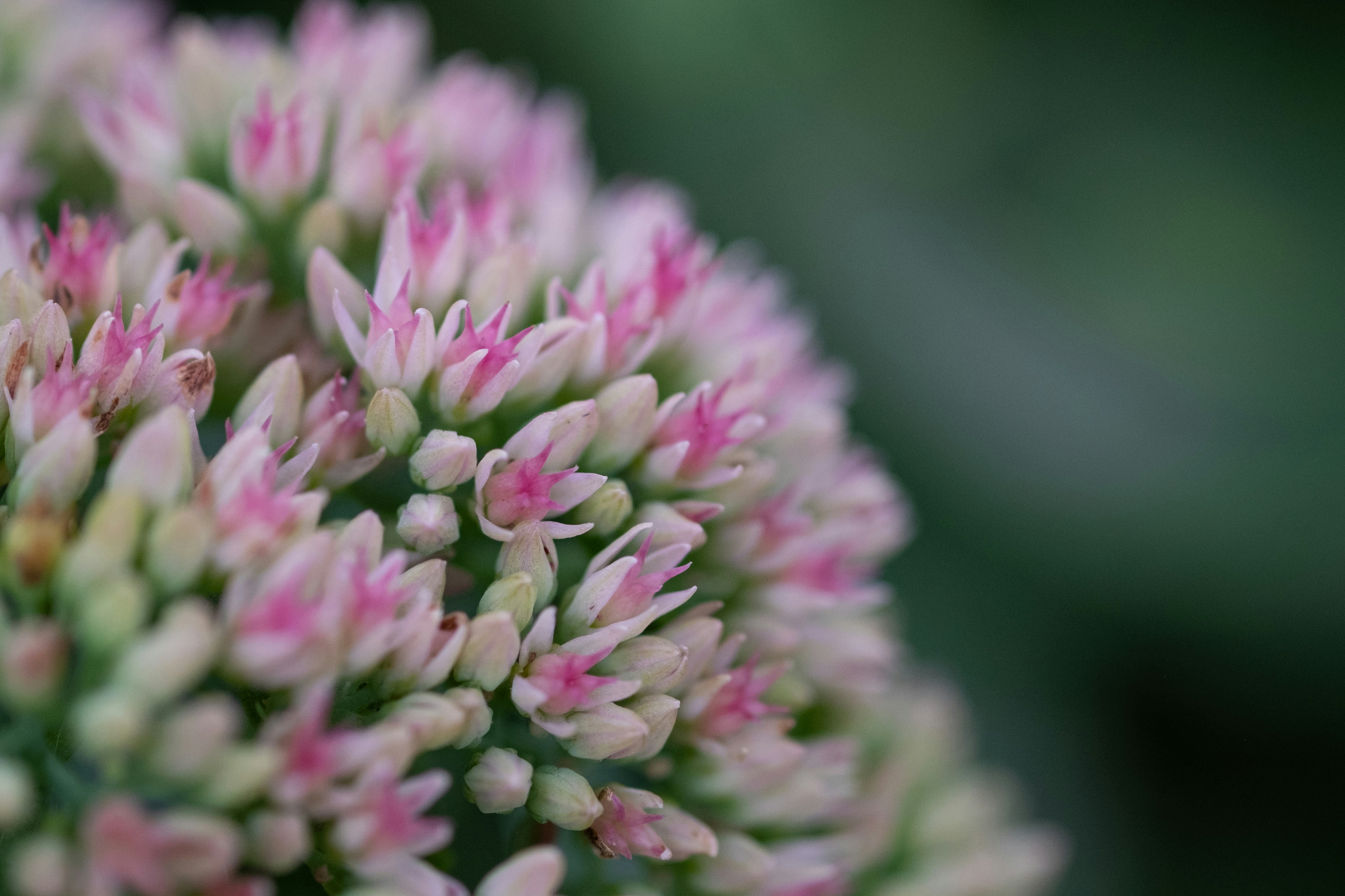 Photo by correliebre