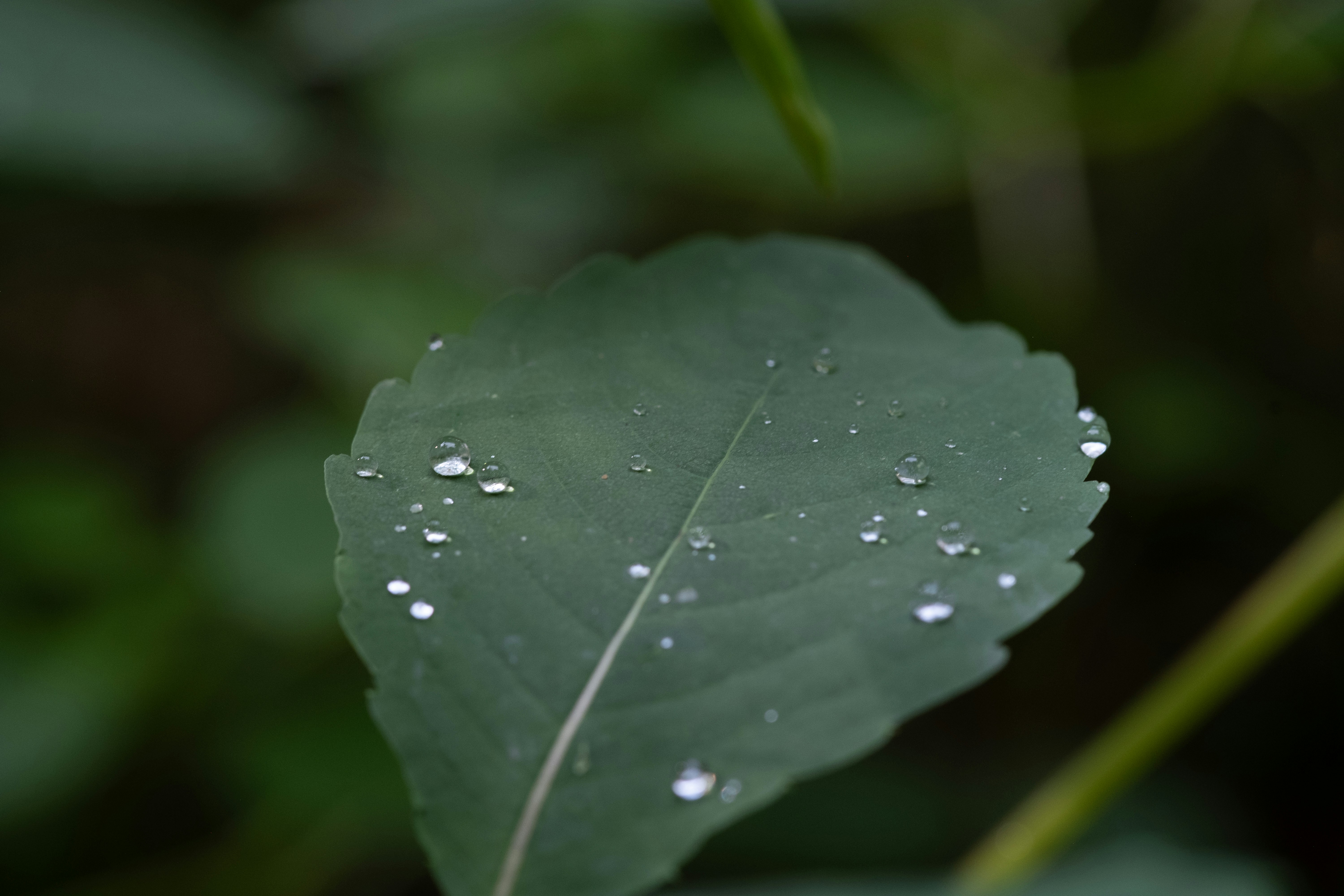 Photo by correliebre