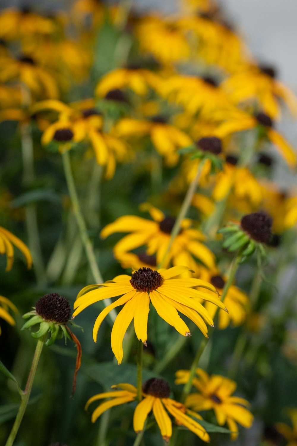 a bunch of yellow flowers in a field