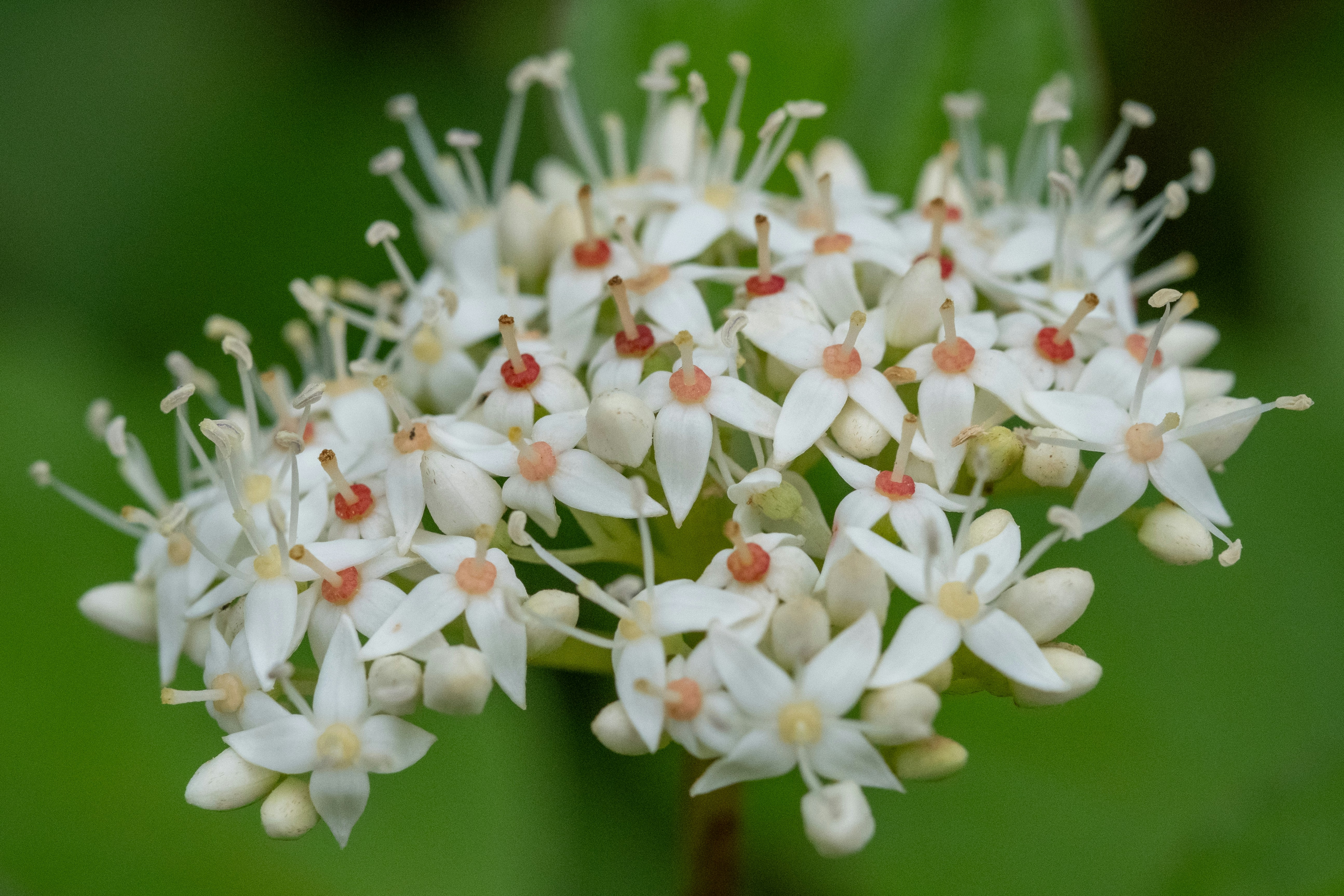 A cluster of white flowers with red centers photo Free Macro flowers