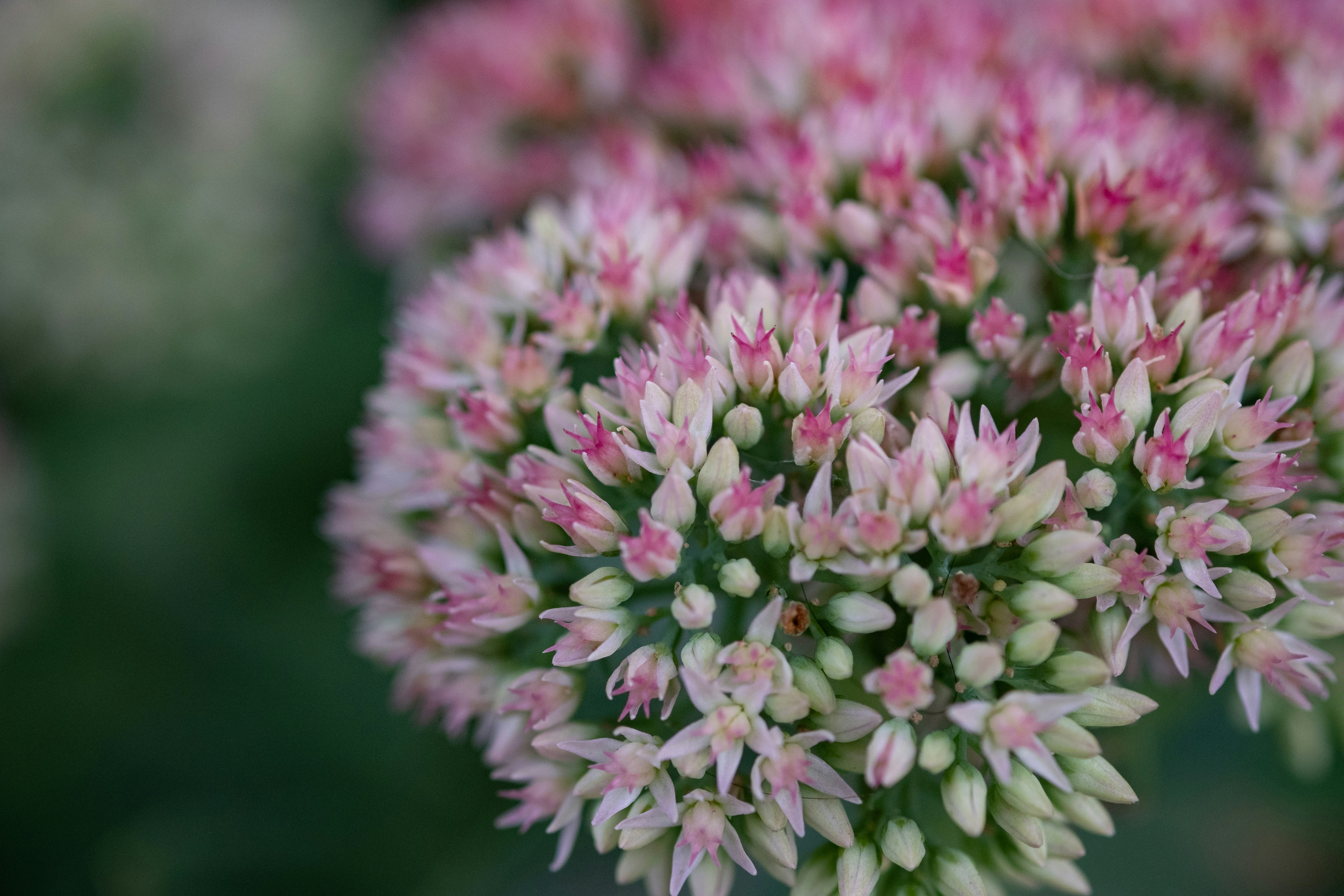 Photo by correliebre