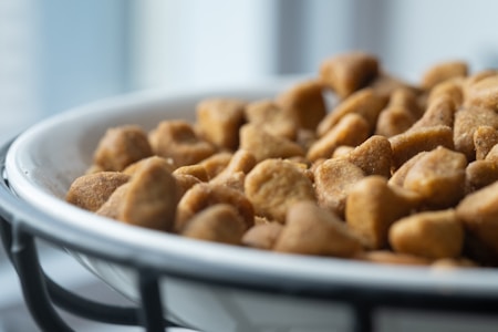 A shallow depth of field captures a close-up view of kibble or dry pet food in a white dish. The focus is on the textured surface of the kibble pieces, with a blurred background.