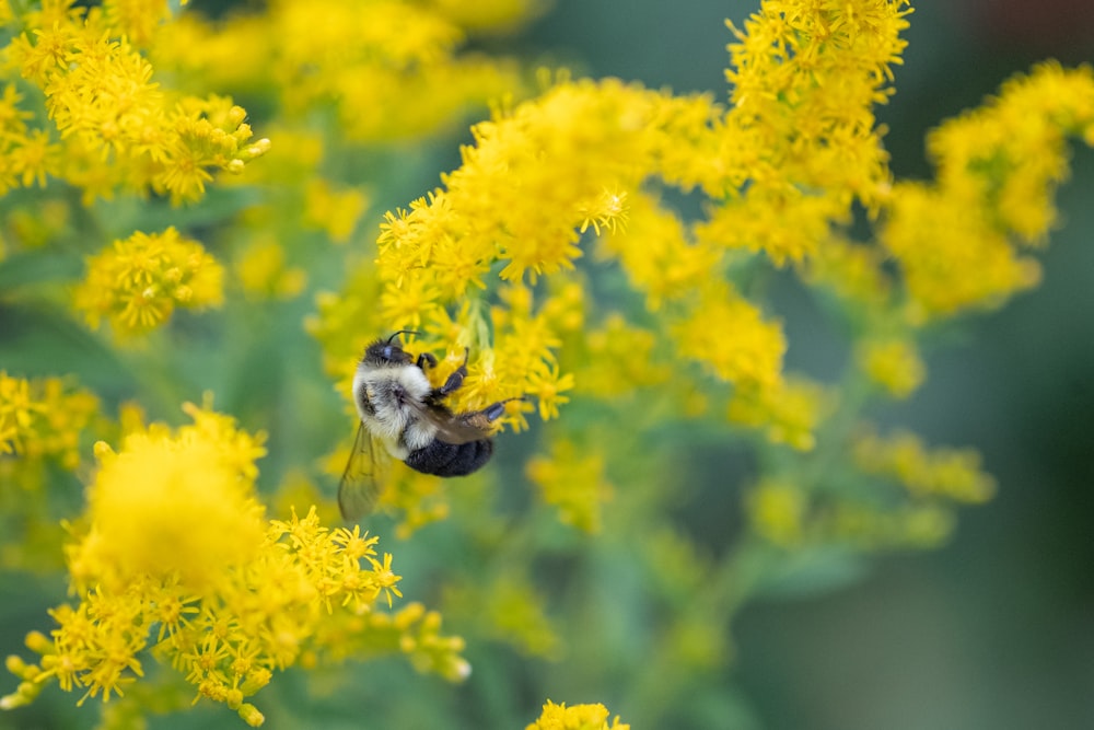 a bee sitting on top of a yellow flower