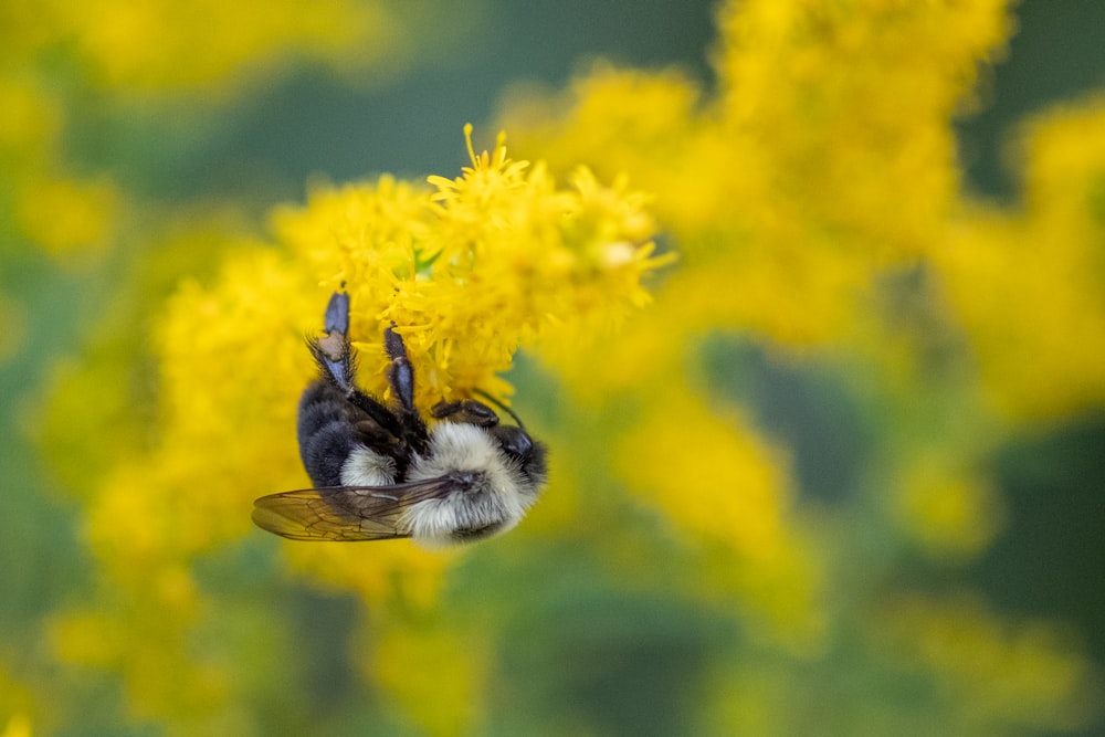 Un'ape è seduta su un fiore giallo