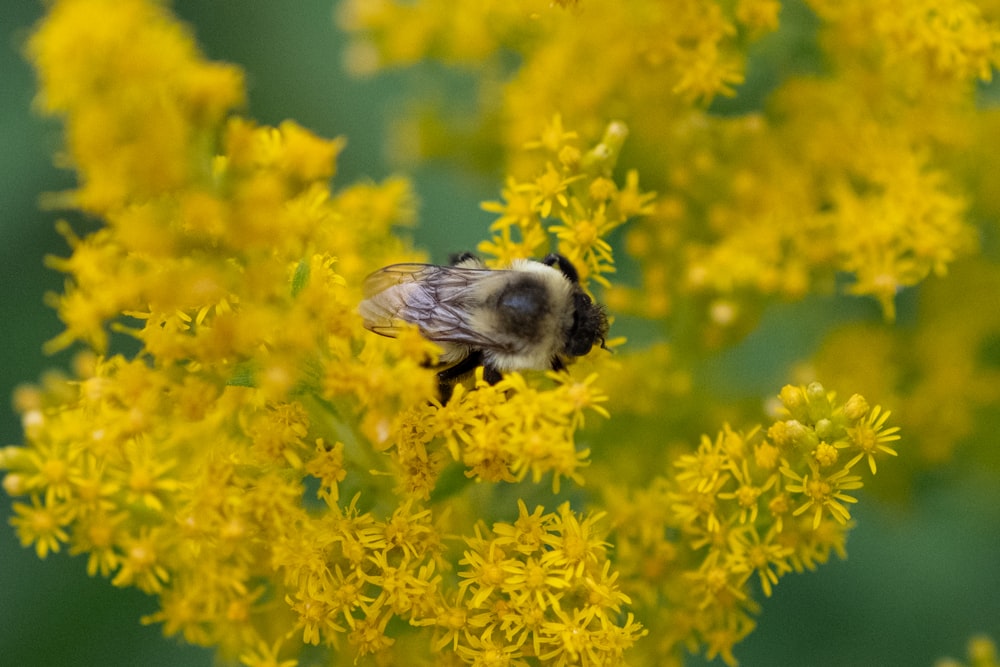 a bee that is sitting on some yellow flowers