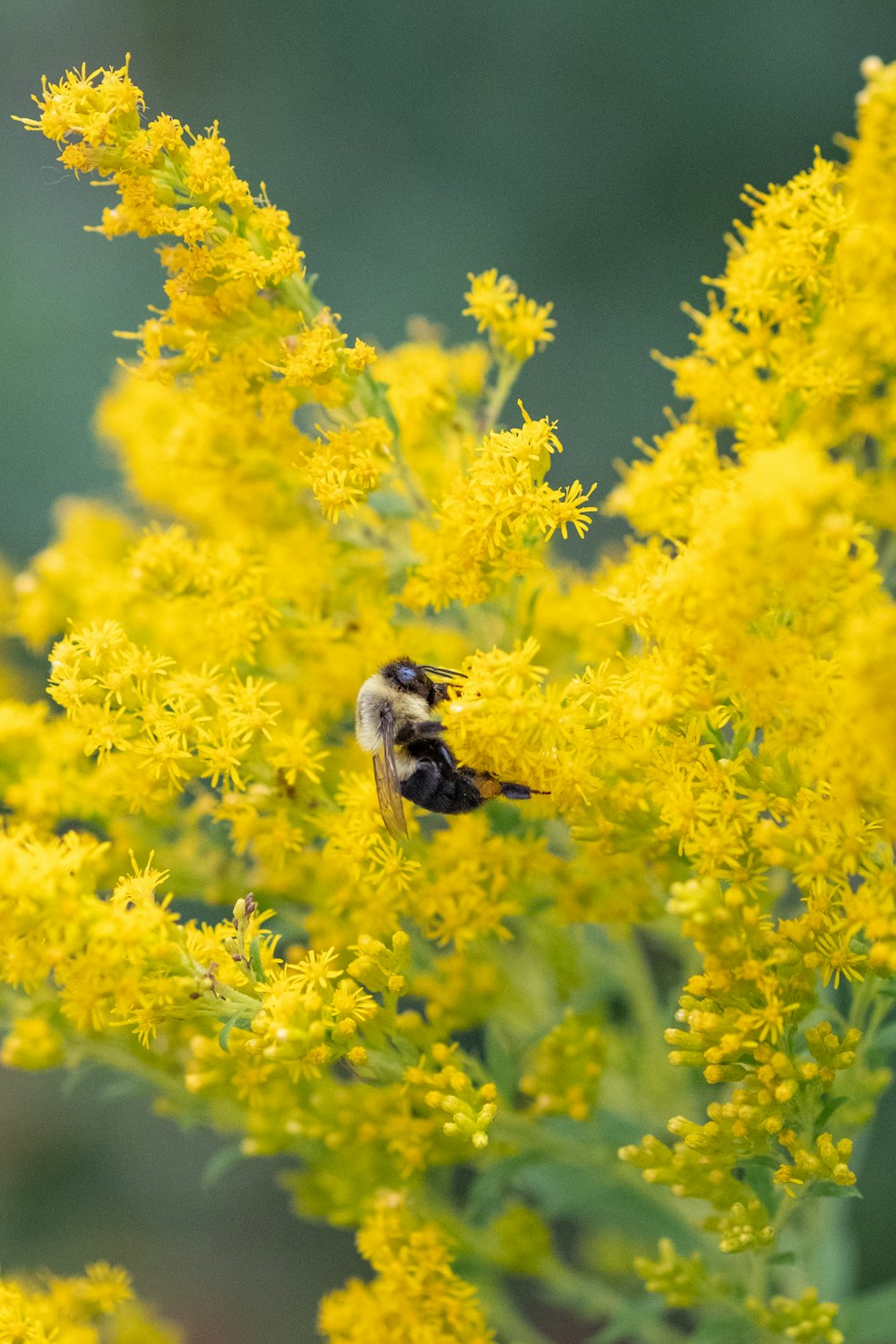 un paio di api sedute sopra un fiore giallo