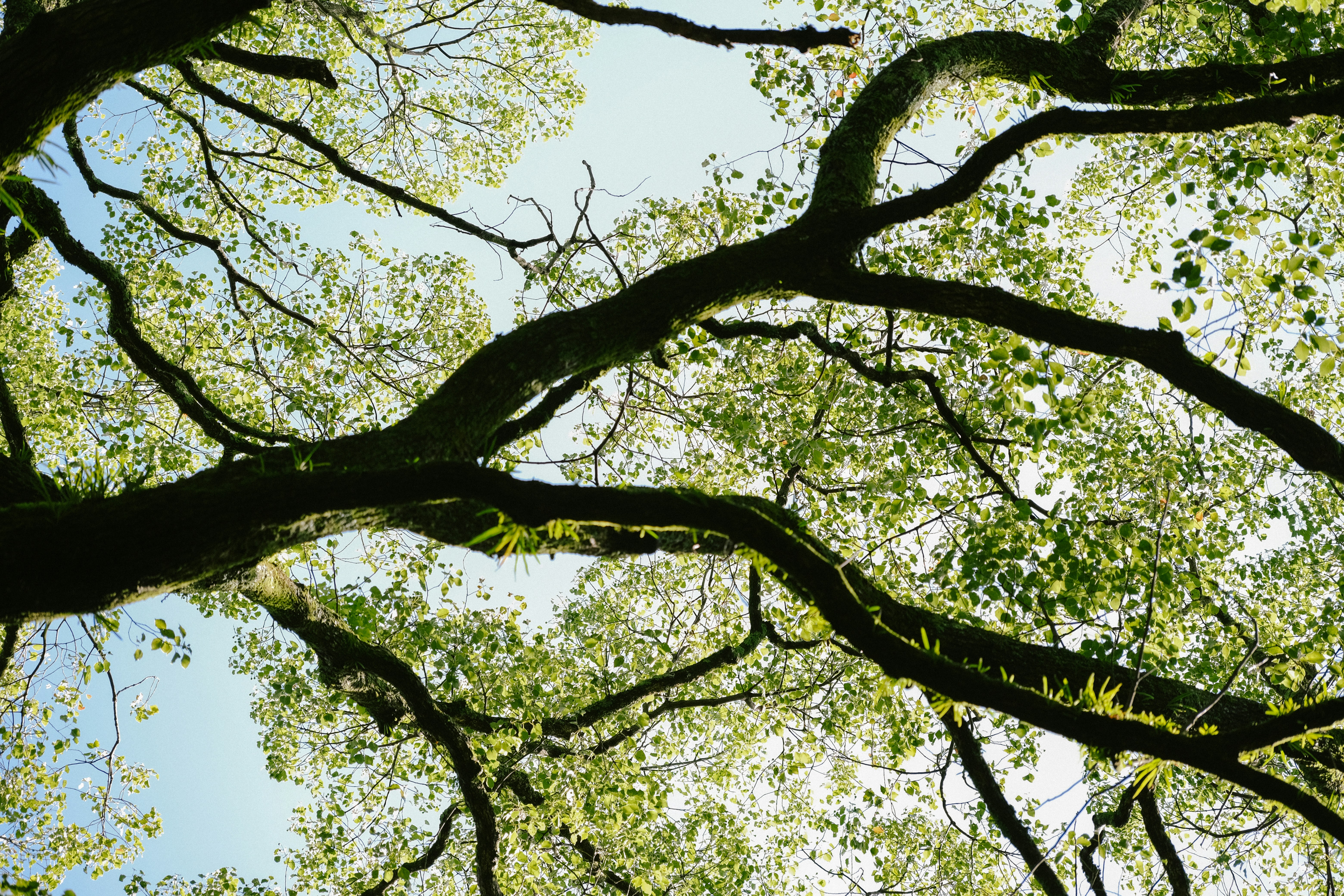 green leaves wallpaper, wallpaper, 7 Manfaat Leunca untuk Wanita yang Jarang Dibicarakan 4