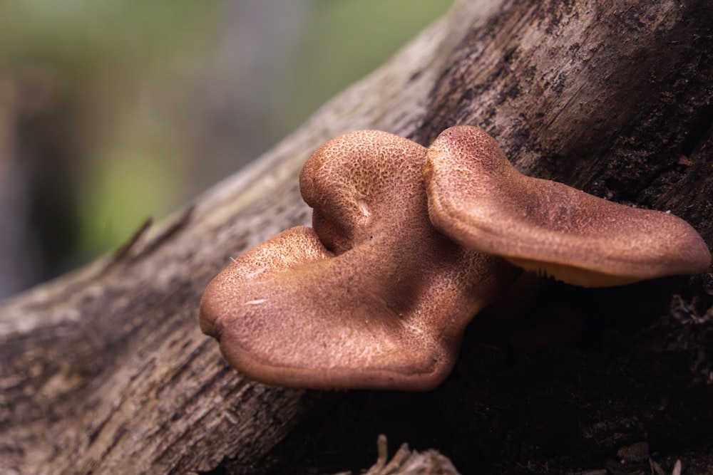 a close up of a mushroom on a tree