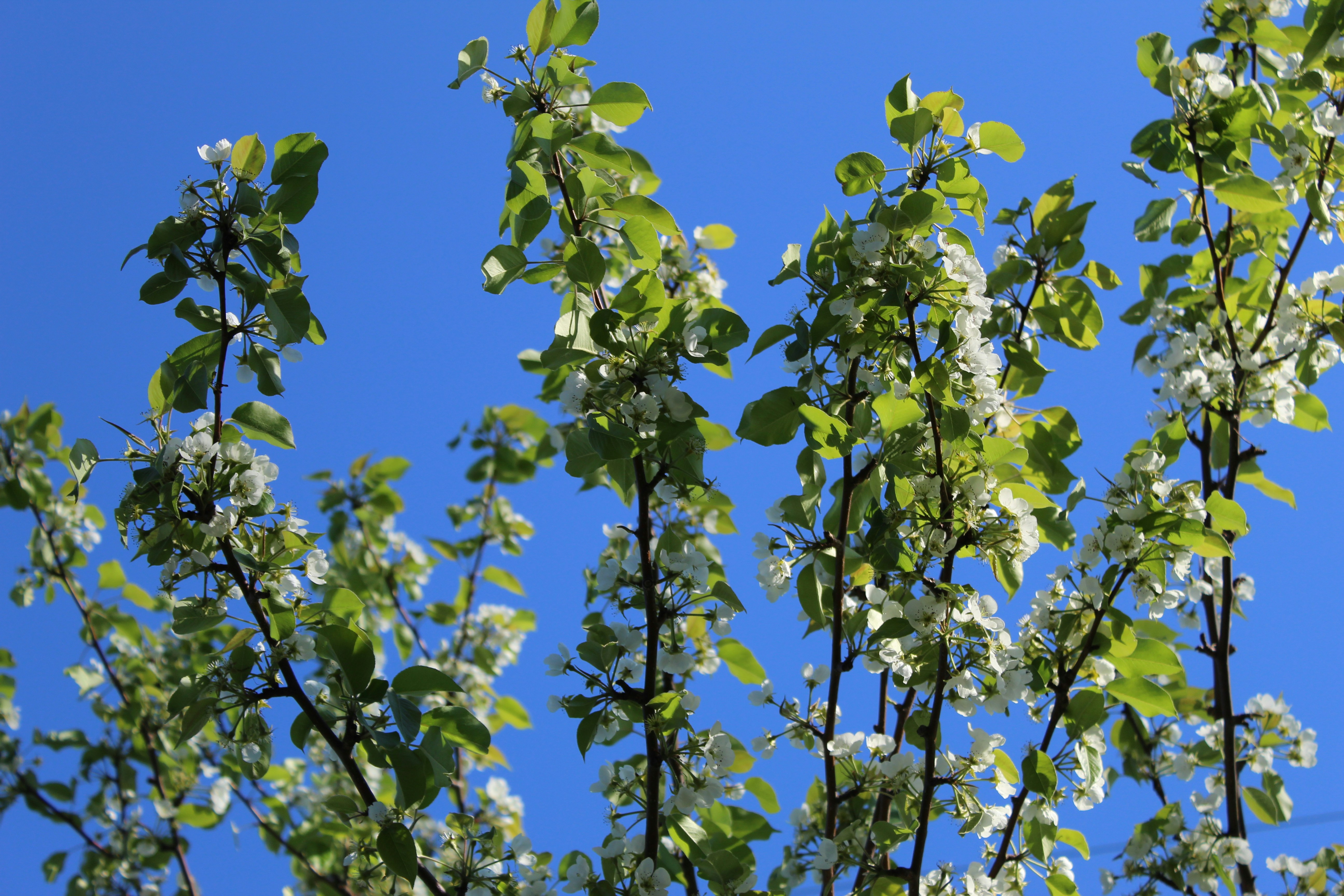 the branches of a tree with white flowers against a blue sky