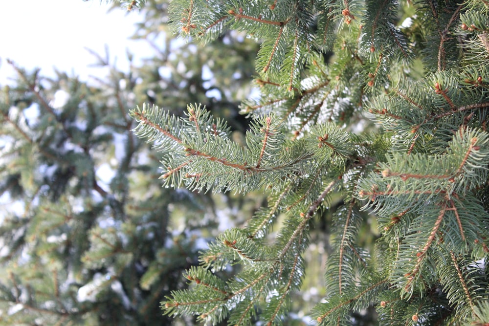 a close up of a pine tree with snow on it