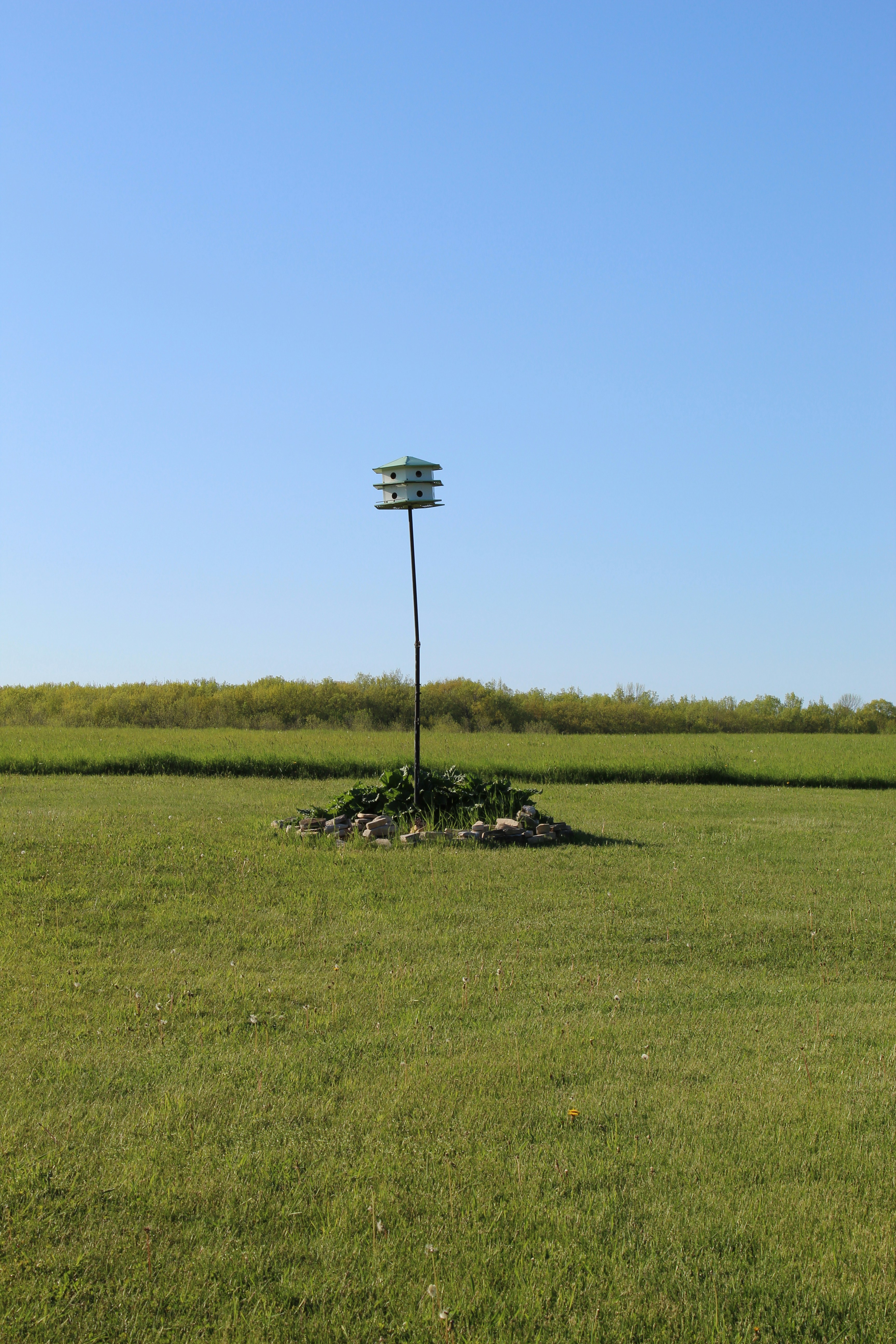 a large field of grass with a tree in the middle of it