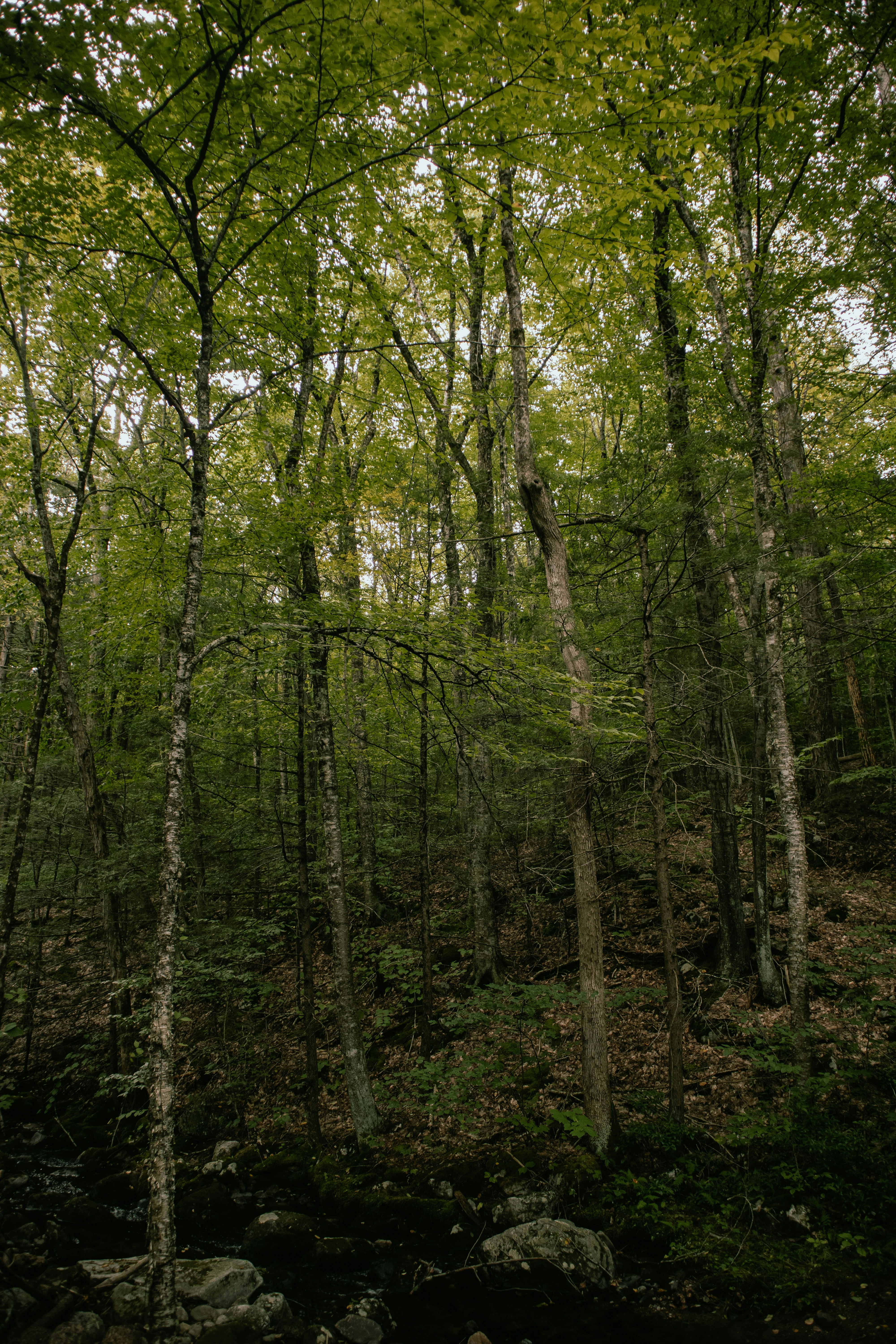 Photo by silviapgalan