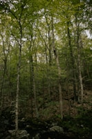 Dense forest with tall trees and a lush canopy of green leaves. The forest floor is covered with rocks and small plants, capturing a serene and untouched natural environment.