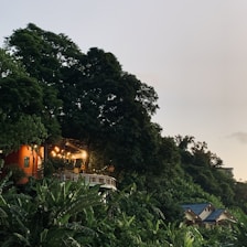 A scenic view of a house nestled among lush green trees with a visible terrace lighted by hanging bulbs. The house is partially covered by foliage, giving it a serene, secluded ambience. Additional houses with blue roofs can be seen in the distance, blending harmoniously with the natural environment.