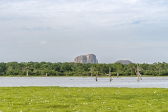 yala national park