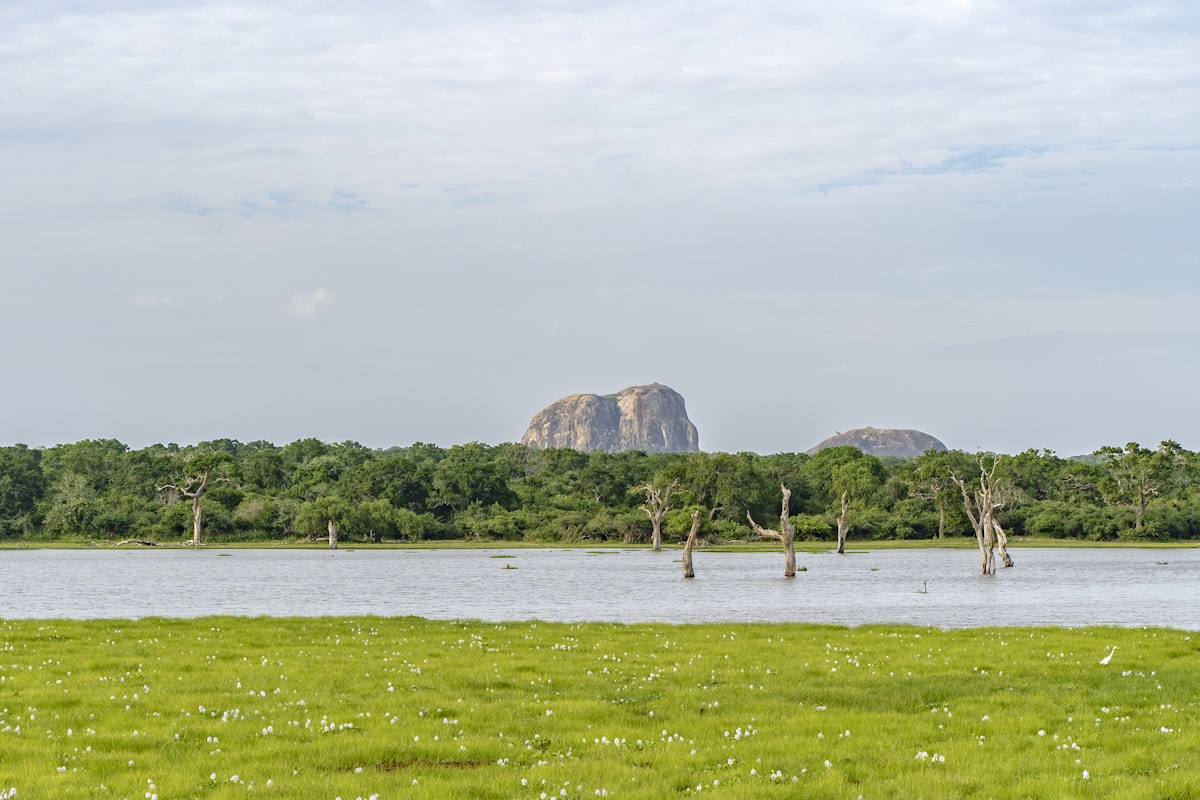 Leopard in Yala
