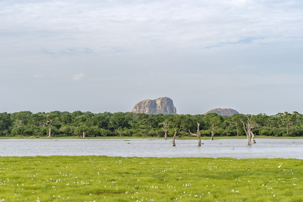 a large body of water surrounded by lush green trees