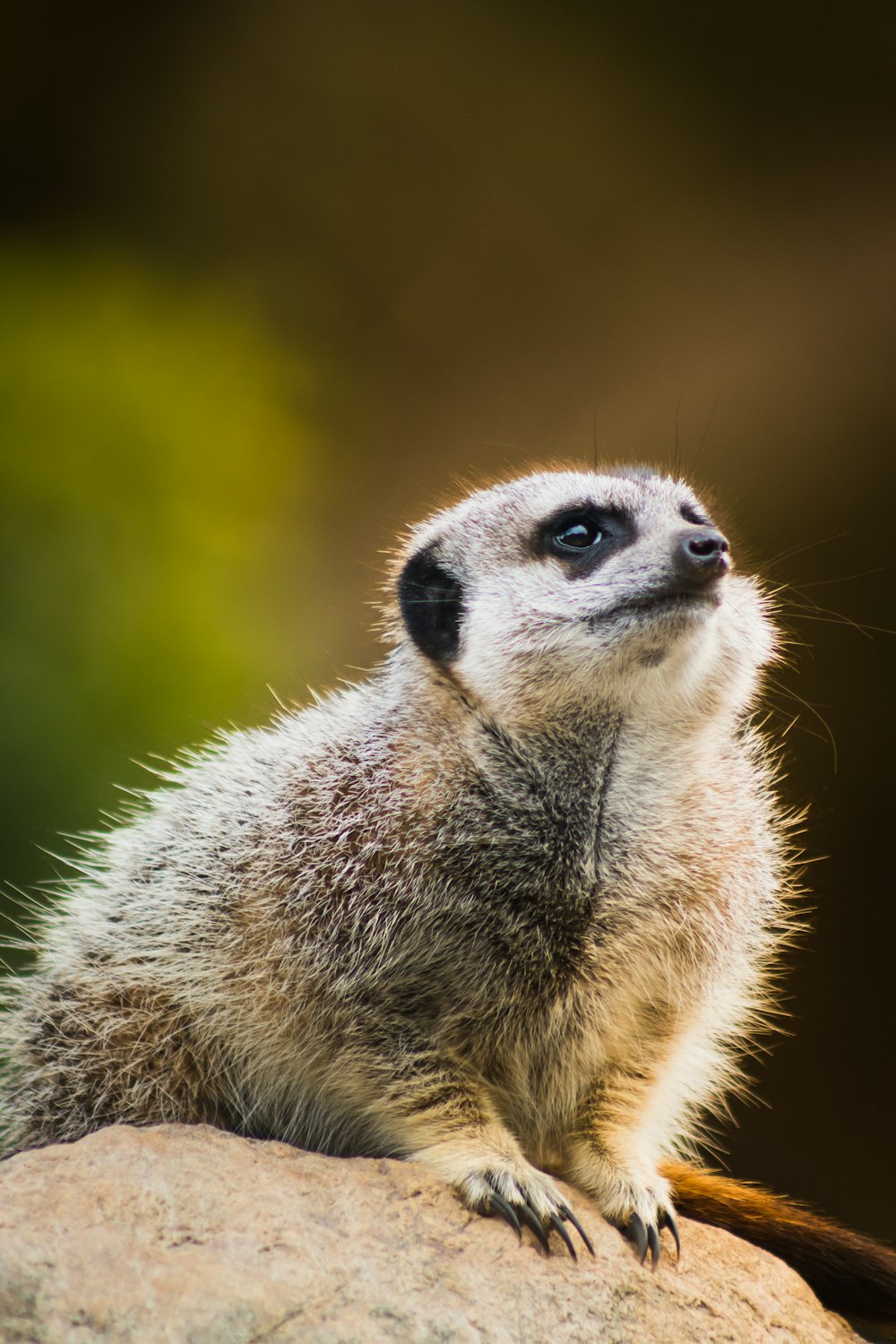 a close up of a small animal on a rock