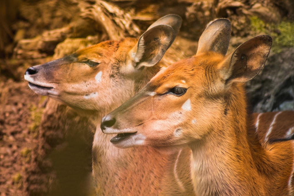 a couple of deer standing next to each other