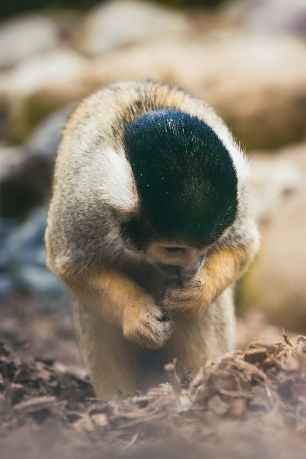 a small monkey standing on top of a pile of dirt