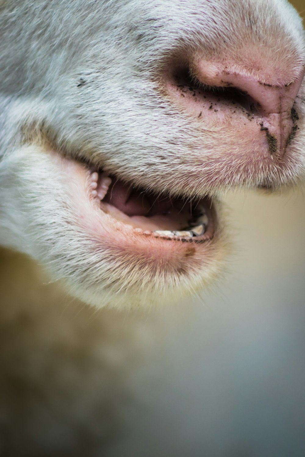 a close up of a sheep's face with it's mouth open