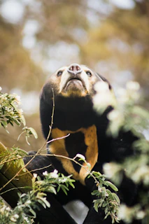 A majestic Andean bear climbing a mossy tree in the misty cloud forest of Ecuador.