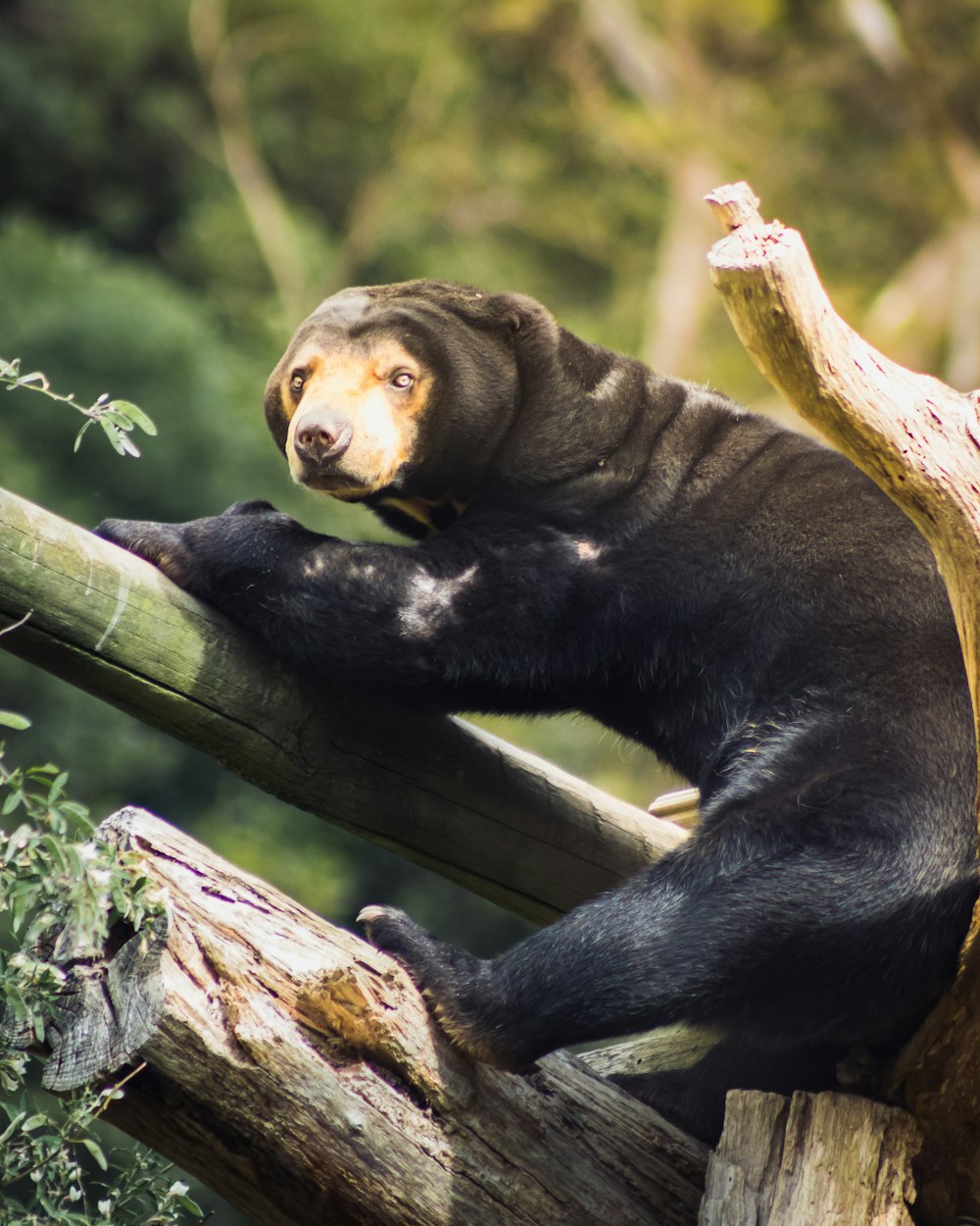 a large black bear sitting on top of a tree branch