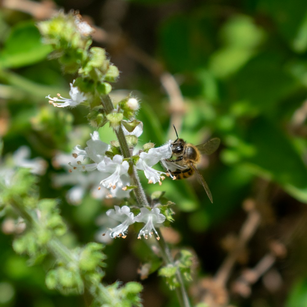 Gros plan d’une abeille sur une fleur