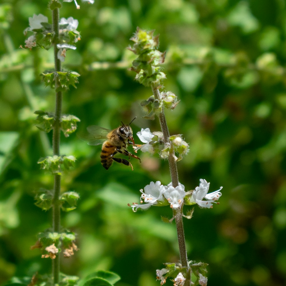 a bee on a flower in a field