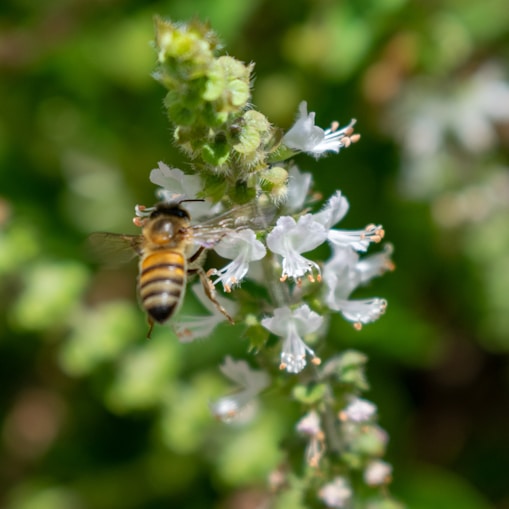 a close up of a bee on a flower