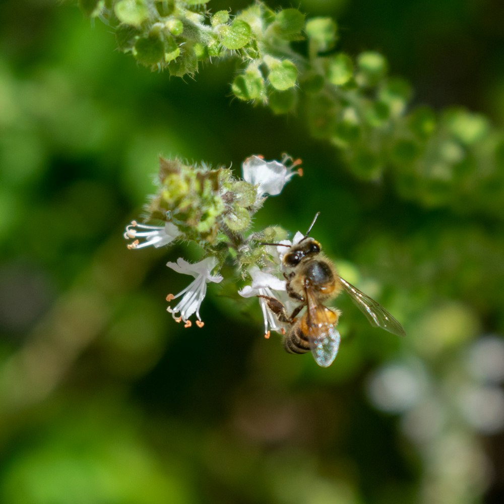 a close up of a bee on a flower