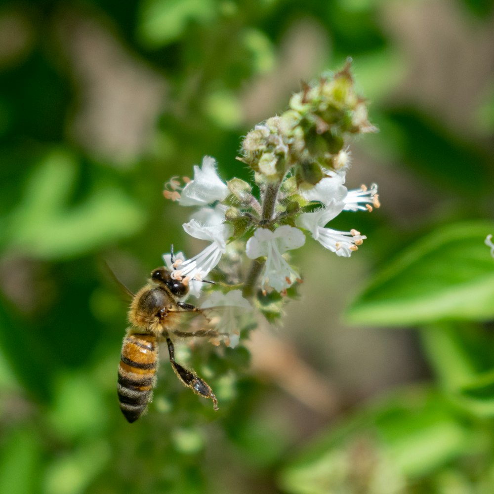 a close up of a bee on a flower