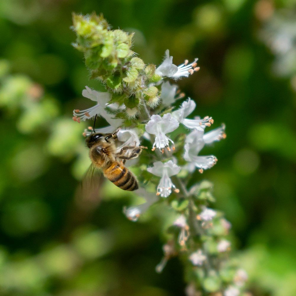 a close up of a flower with a bee on it