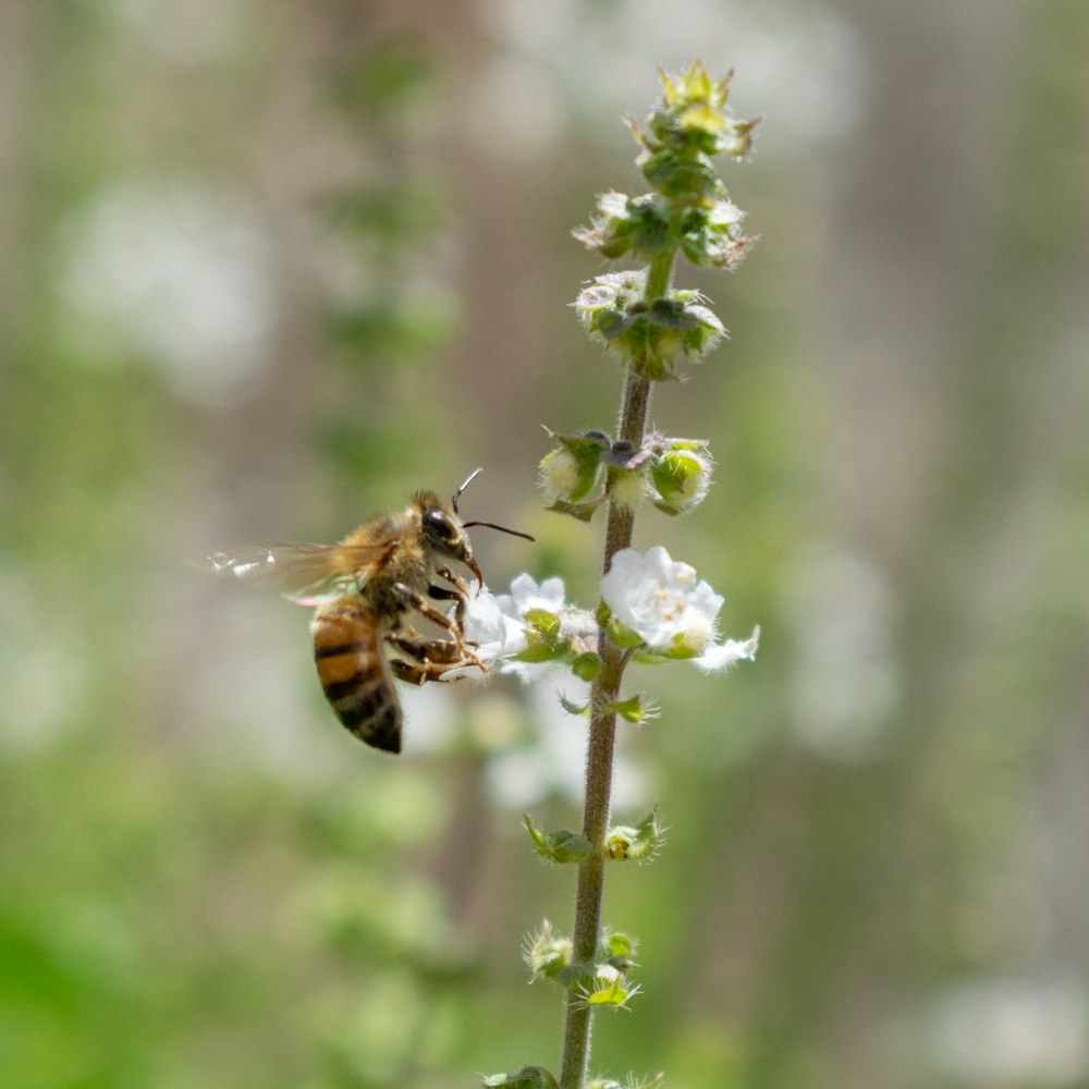 a bee is flying away from a flower