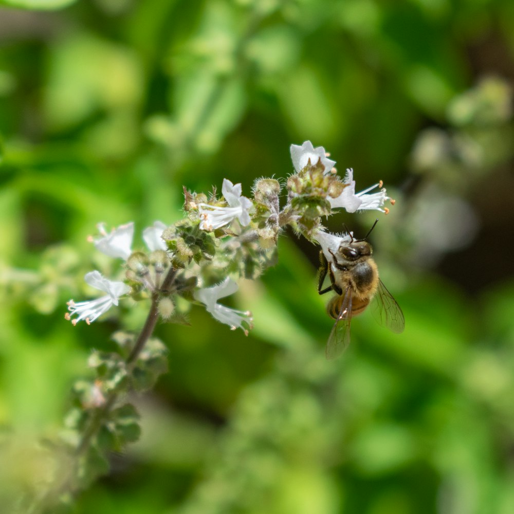 a close up of a bee on a flower