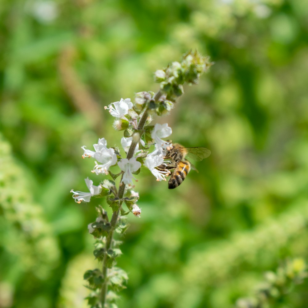 a close up of a flower with a bee on it