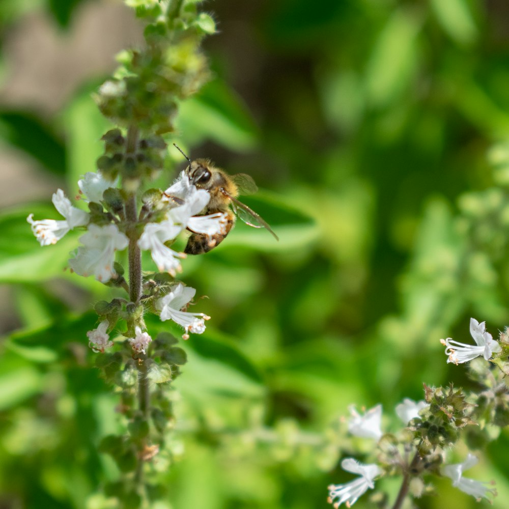 a bee sitting on top of a white flower