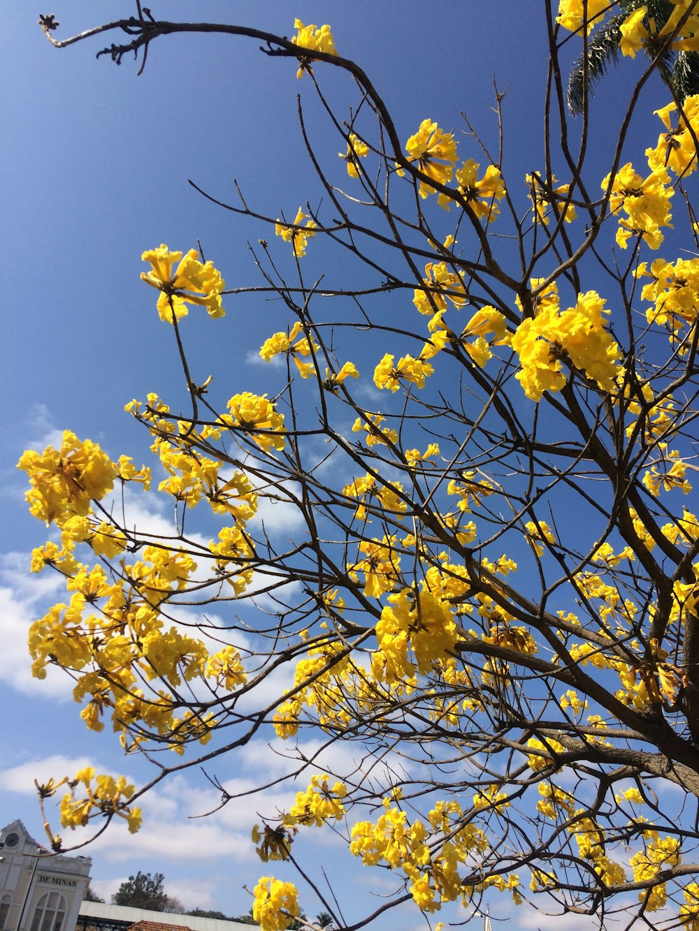a tree with yellow flowers in front of a blue sky